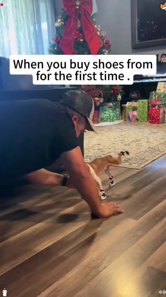Cover for Funny animals 🤣