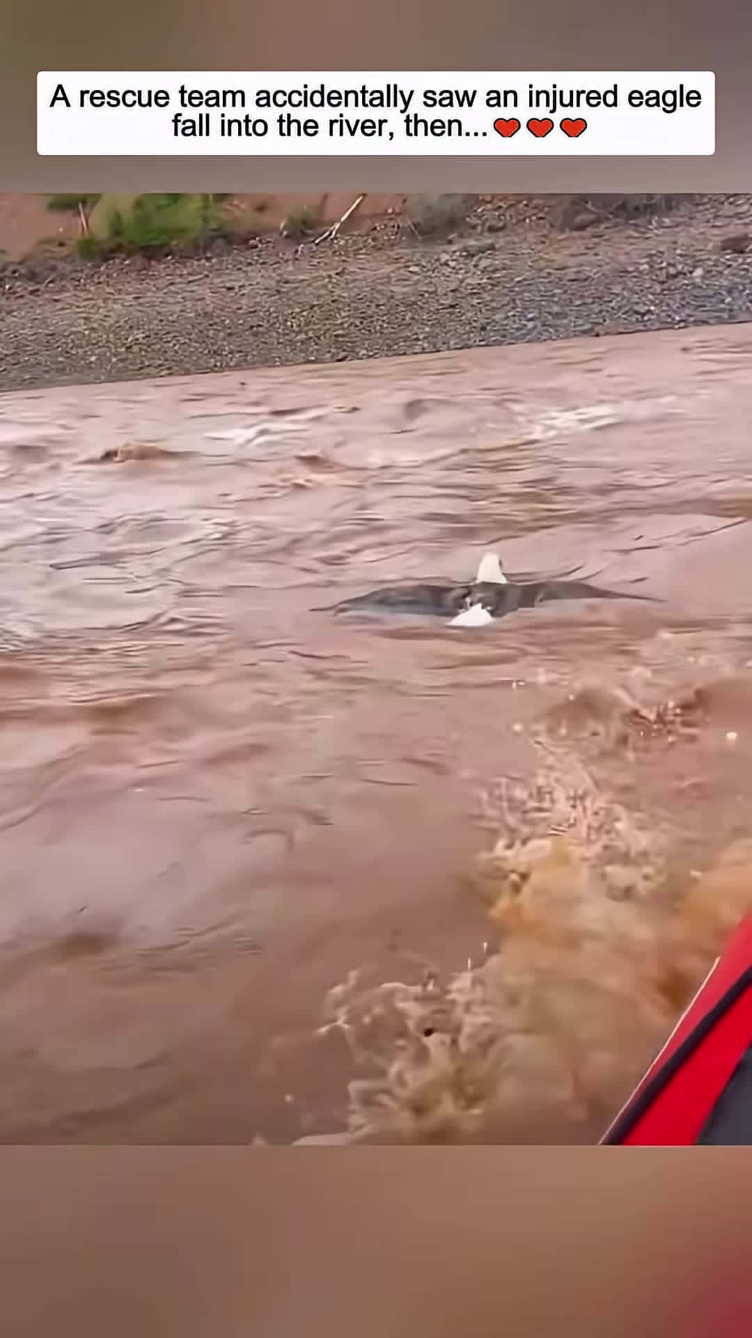 Cover for A rescue team accidentally saw an injured eagle fall into the river then