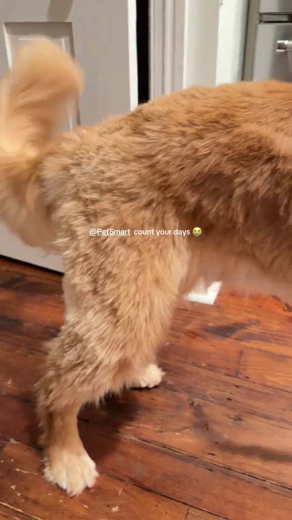 Cover for in their defense he is on his 6th groomer but still lmao petsmart goldenretrieverpuppy fun 94974 #trending