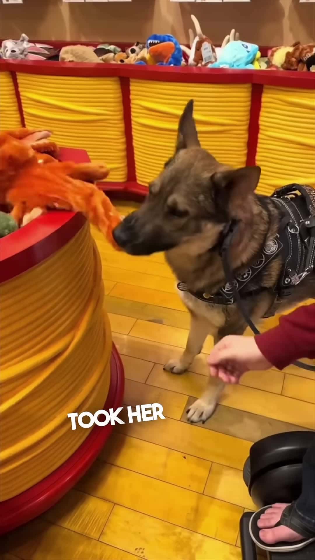 Cover for This service dog got to make a stuffed animal