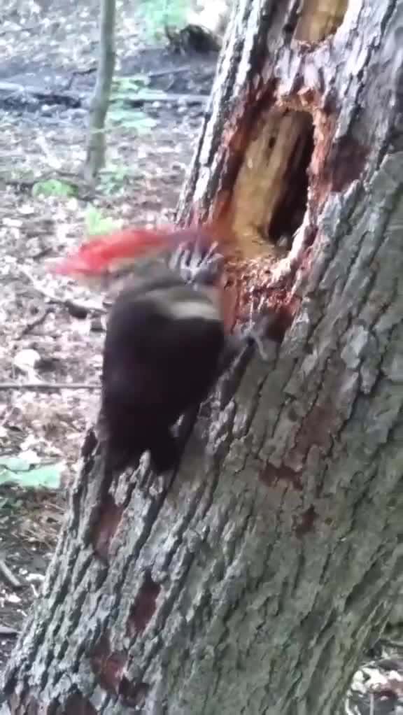 Cover for DO WOODPECKERS GET HEADACHES?