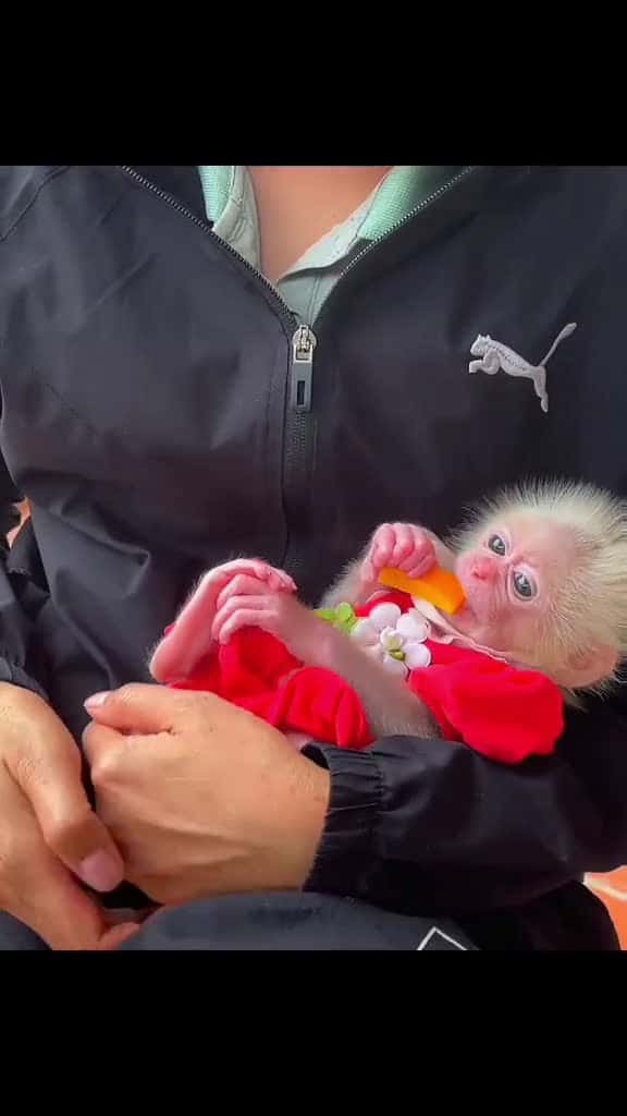 Cover for Beautiful Baby Monkey 🙊 #babymonkey #bibimonkey  created by Baby Monkey Family with Baby Monkey Family’s original sound