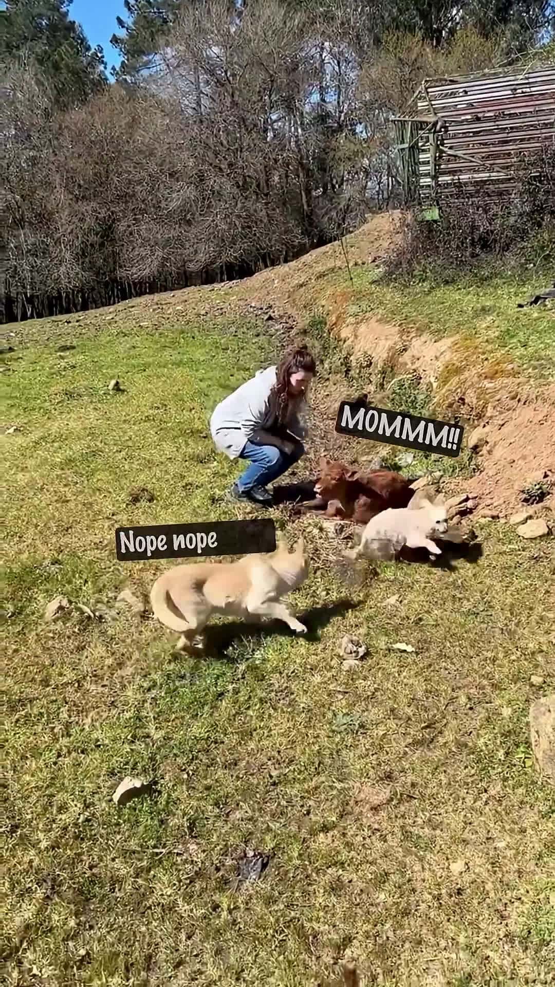 Cover for She Just Wanted to Check the Calf... Then THIS Happened😳❤️❤️