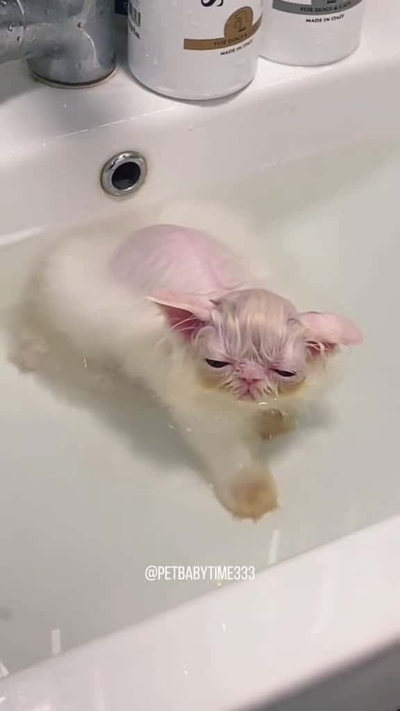 Cover for Bath kitten cute fyp cat funny catlover foryoupagee pet 76075 #followMe