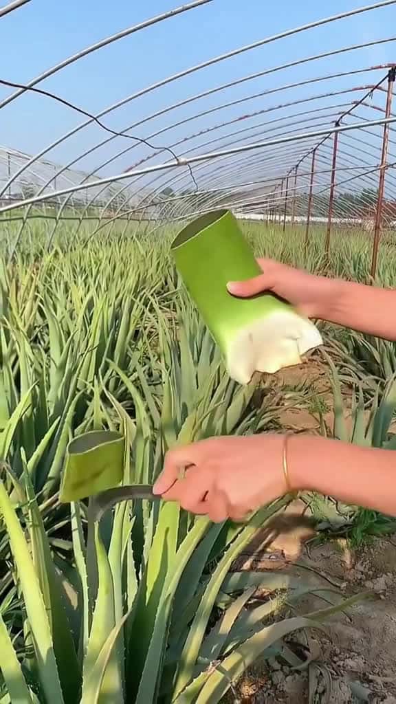 Cover for OMG !! Asphodelaceae #Asphodelaceae #asmr #fruit #fyp #foryou #fyp #fy