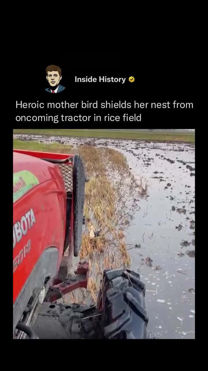 Cover for This remarkable moment captures a mother bird’s heroic act as she shielded her nest from an approaching tractor. In a rice paddy in Ayutthaya, Thailand, a black-winged stilt spread her wings wide and cried out in distress, brav...