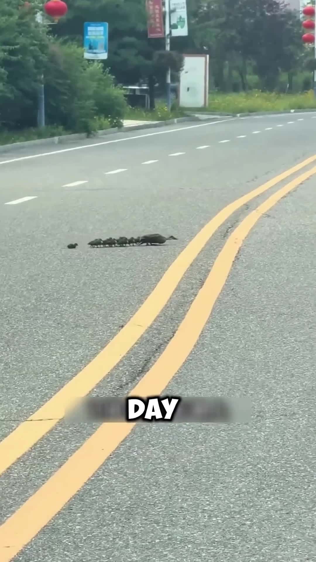 Cover for The mother duck safely crossed the road with her chicks🦆❤️ #scoopzanimalvideo 