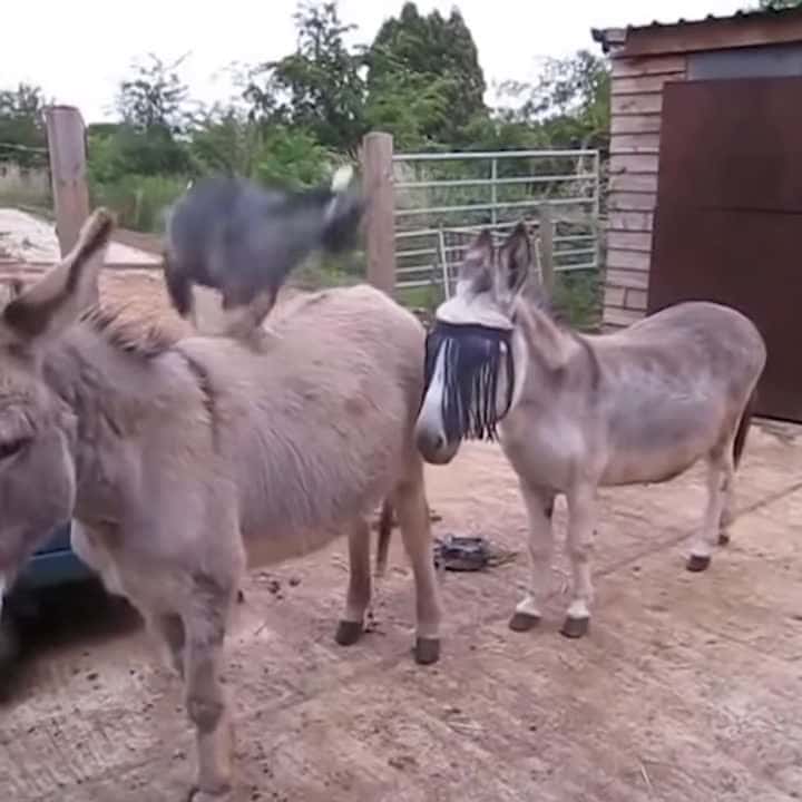 Cover for Donkeys are absolutely ADORABLE Funny Pets Compilation #Donkeys #funnyPetsVideo #amazinvideo #animalrescuse #cutebabies #dogs #kittens #funnyvideo #trynottolaugh #puppy #funny