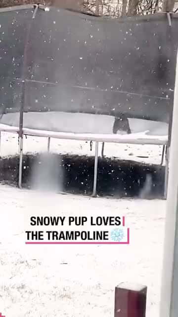 Cover for Snowy Pup Loves the Trampoline!