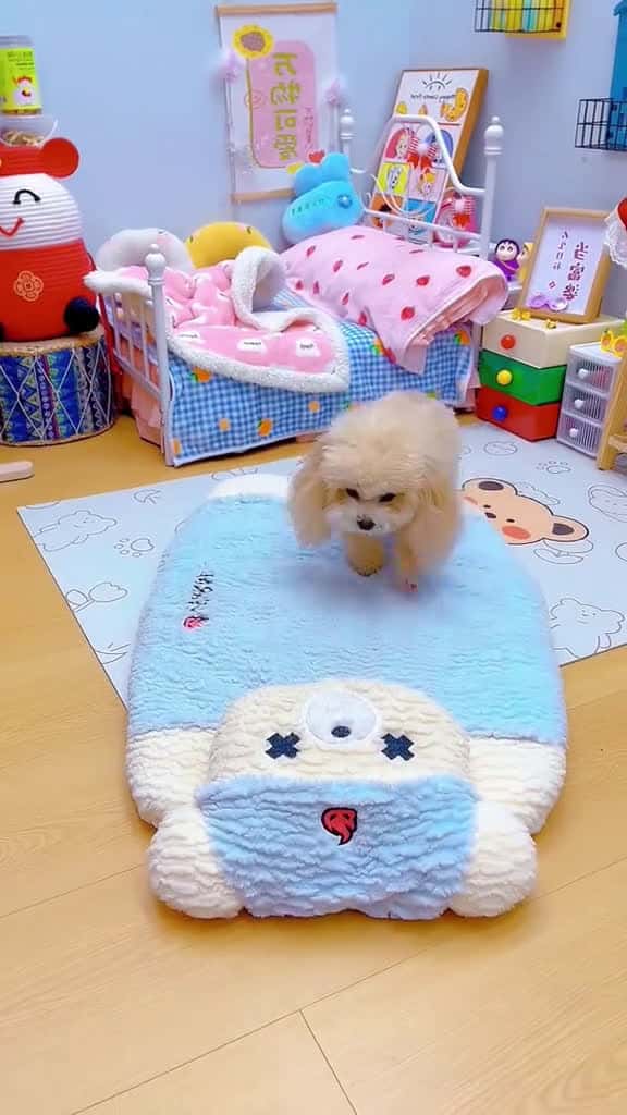 Cover for cunyeu fyp dog cute pet thucung poodle bunquystoc 30215 #shortvideos