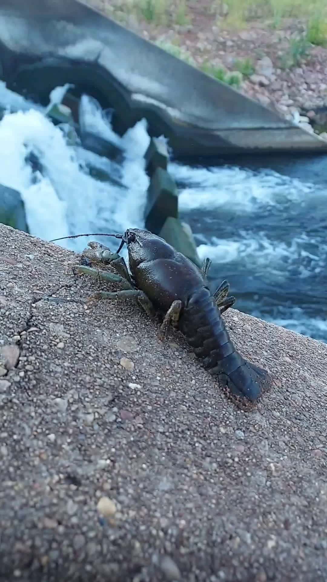 Cover for #fyp #utah  #utahoutdoors #crawfish #fishing  #fishinglife #fuckaroundandfindout 