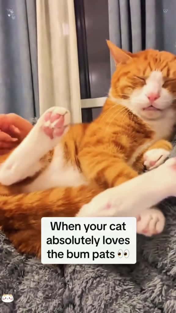 Cover for Cats love this spot cat funnycat catfunny catlover funnycatsvideos whitecat whitecatsoftik 99582 #shortvideosscoopz