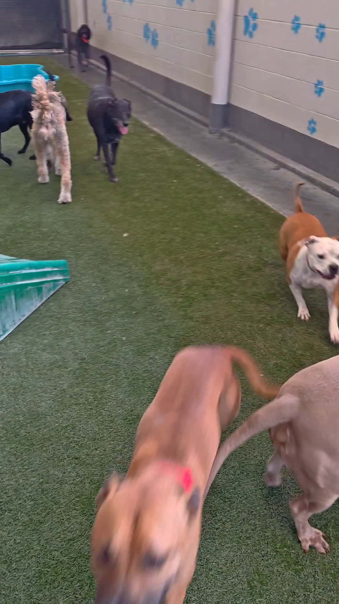 Cover for Phoenix pups know how to party 🐾💦 From pool splashes to hose attacks — every day’s a good day at Pet Paradise Phoenix! #PetParadisePhoenix #HappyDogsAZ #DogsofPhoenix #AZDogLife #PoolDayPups #HoseChasingChampions #DogPlaytime 