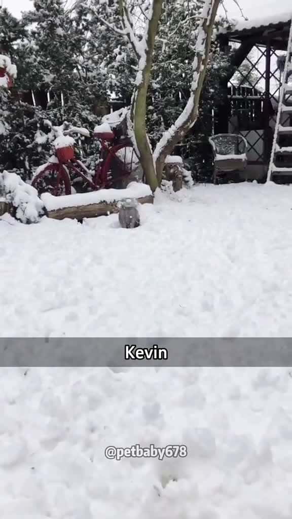 Cover for The first snow the cat saw cat cats cutecat catlover catsoftiktok fyp fyp funny foryou for 59946 #followMe