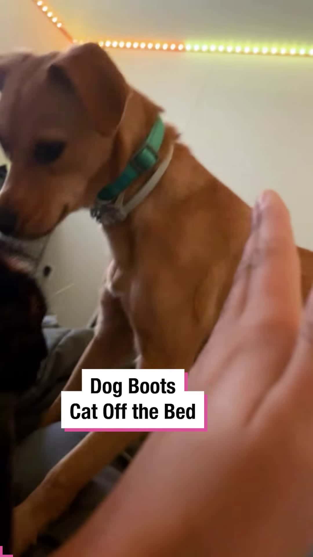 Cover for Dog Boots Cat Off the Bed!