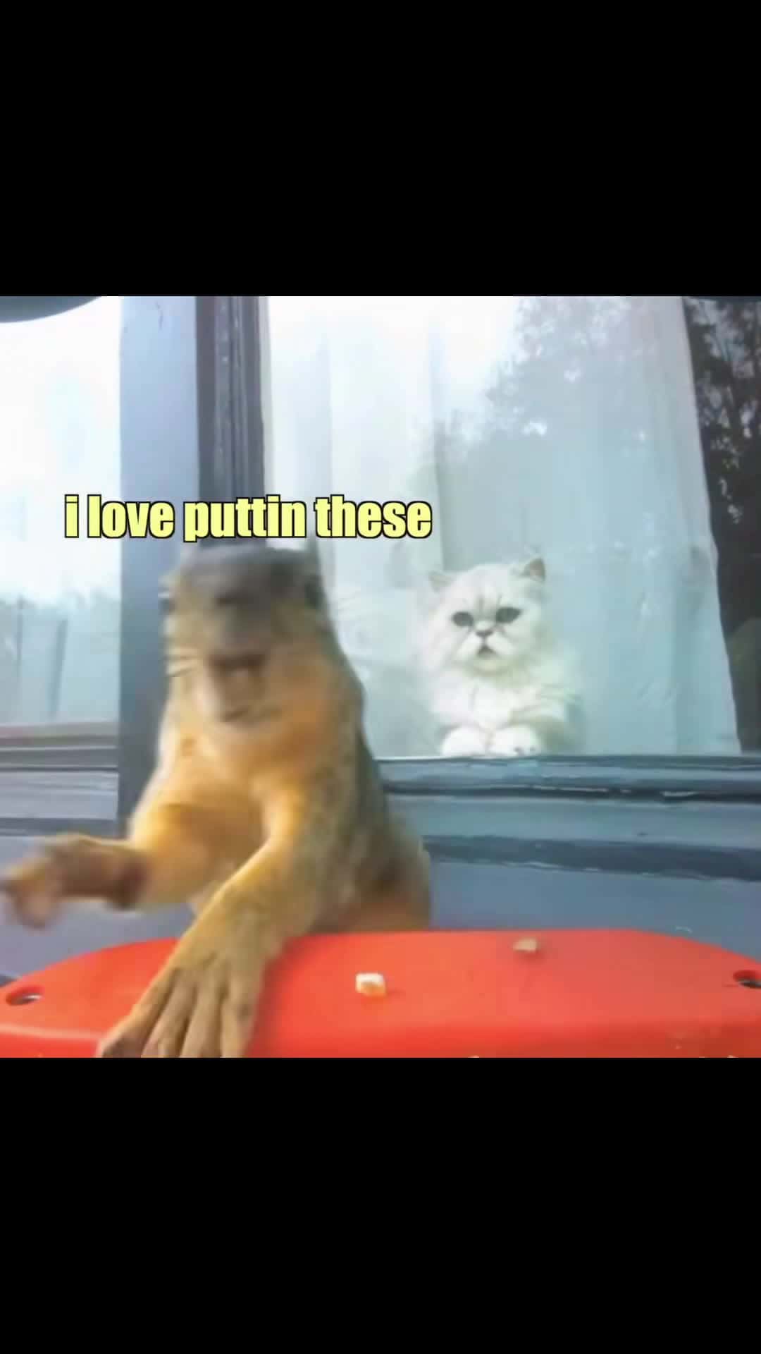 Cover for A cat ponders life + a toxic relationship. Enjoy 😊  #klrdubs #funny #voiceover