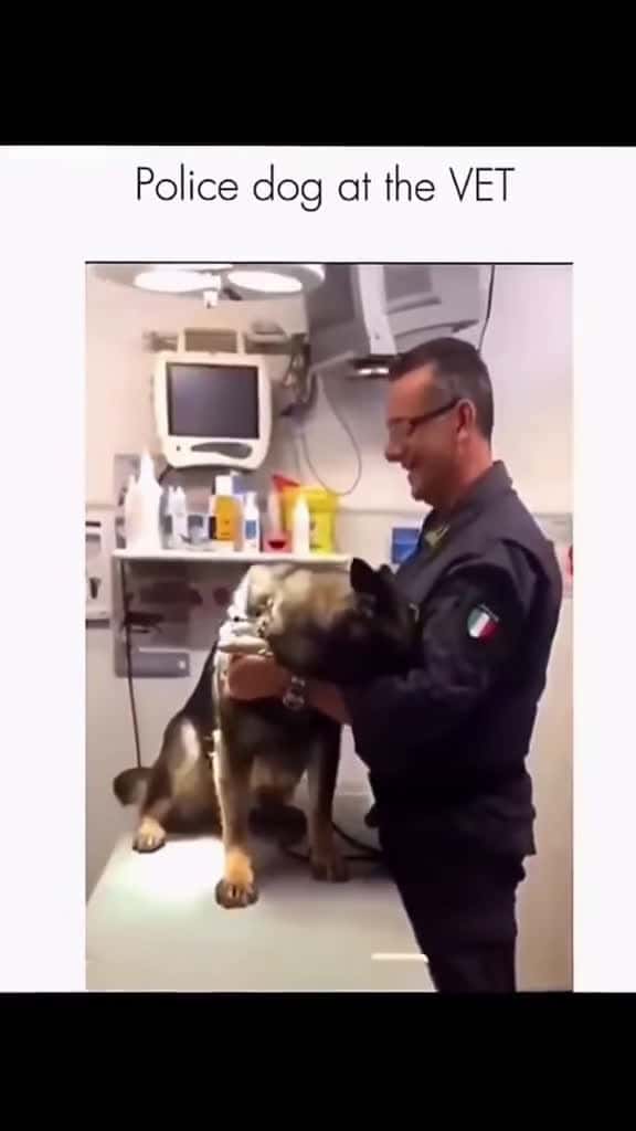 Cover for Funny and cute dogs compilation #funnydog #funnypet #cutedog #dogsoftiktok #doglover #dog 51