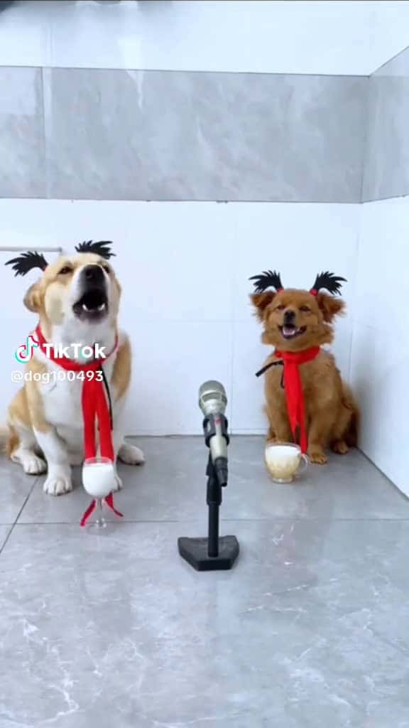 Cover for #haha#sing song#dogs