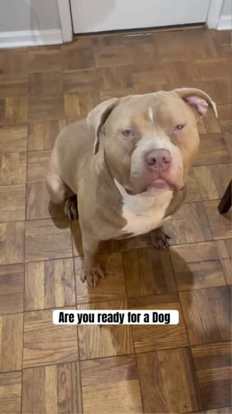 Cover for We Were Ready For A Dog Like Flex #shorts #bestie_109 (2)