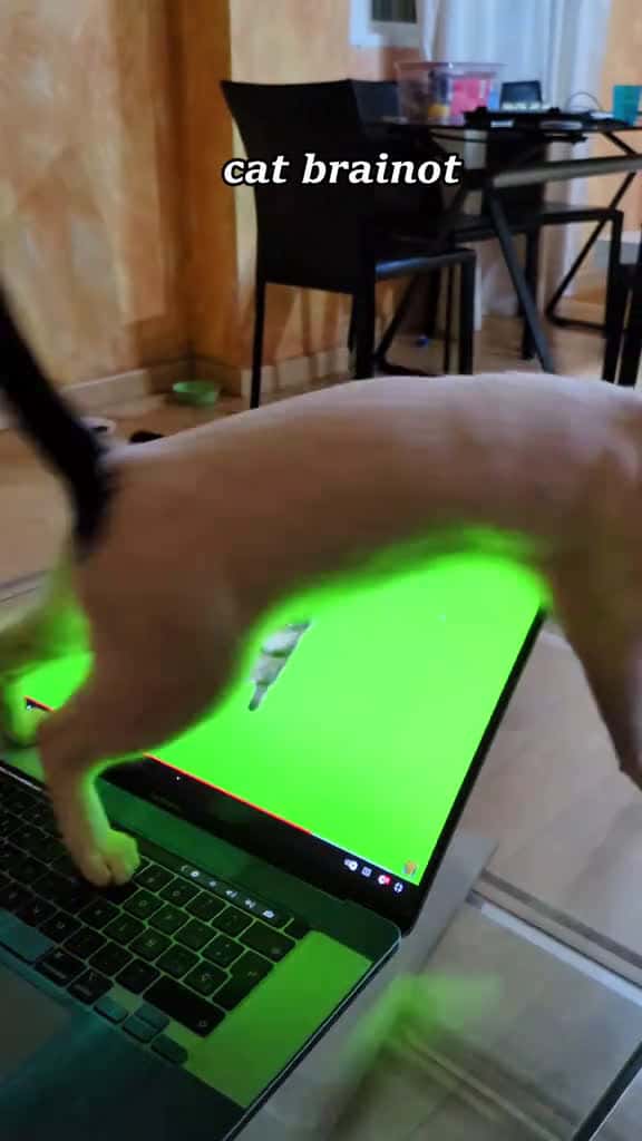 Cover for Cat brainot funnytiktok cat funnypets cutecat funnyvideos 61022 #trending