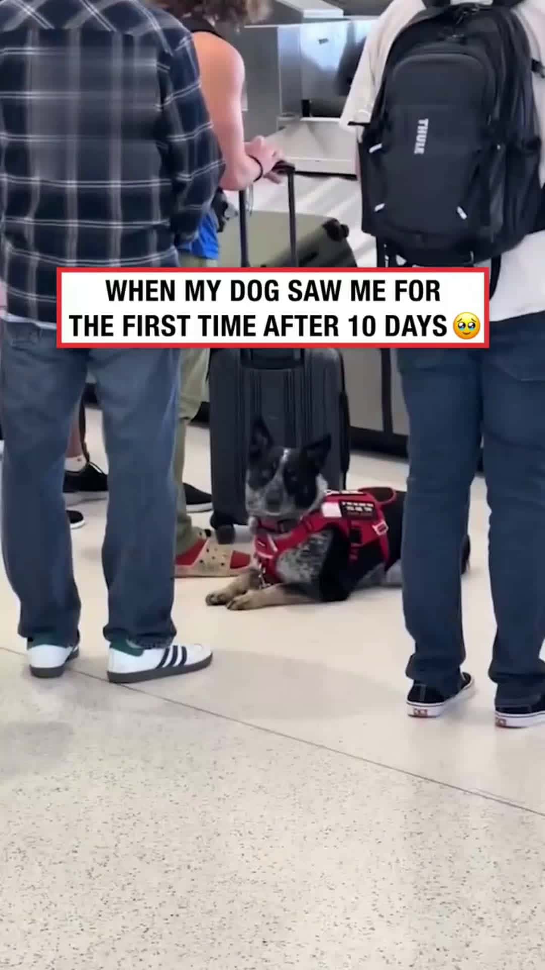 Cover for Service dog spots owner after being away for 10 days