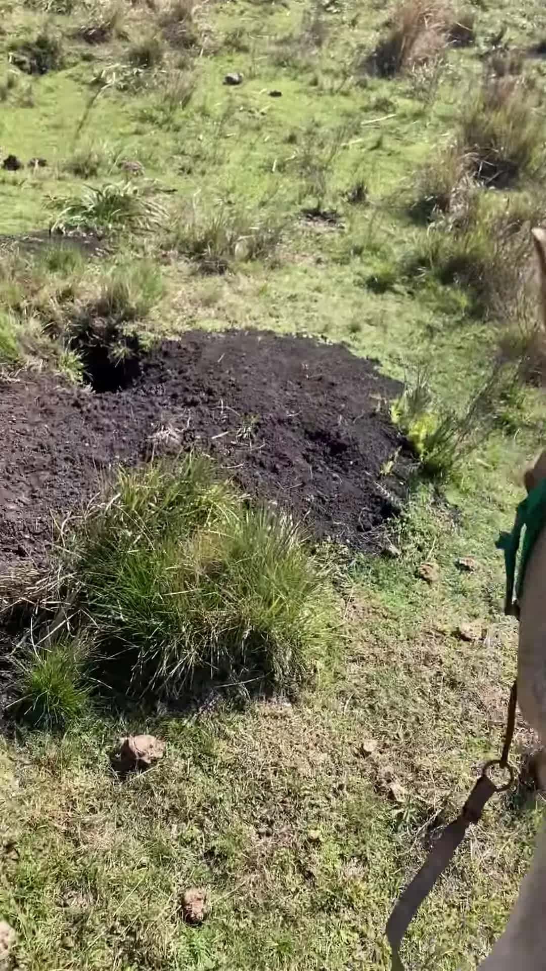 Cover for #FirstVideoChallenge Lamb Rescued After Falling Into Ground Hole.