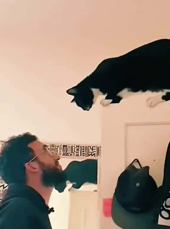 Cover for Funny cow cats cat funnycat cats funnyvideos fyp 62670 #us