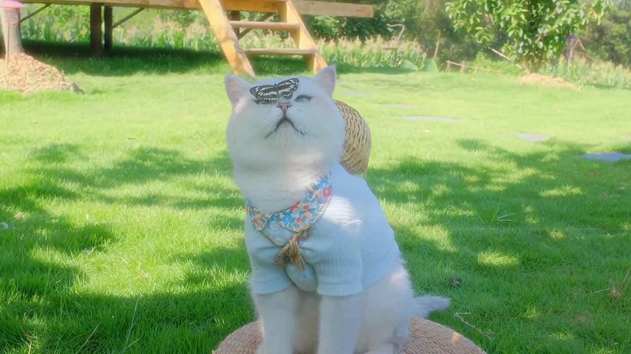Cover for Was expecting a proper wholesome vibe with a cat messing about with a butterfly, innit?