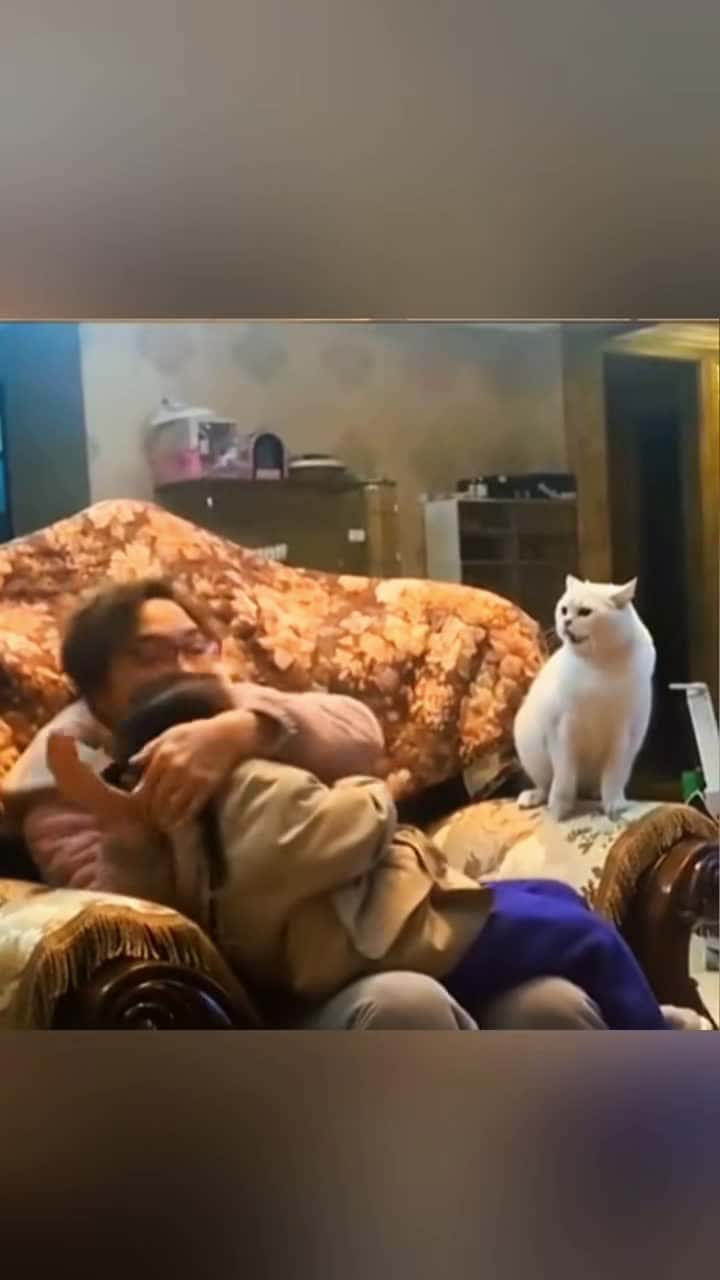Cover for Funny stories about babies and cats 🥰❤️  #Pet #cat #dog #cute #animals #foryou #typ 