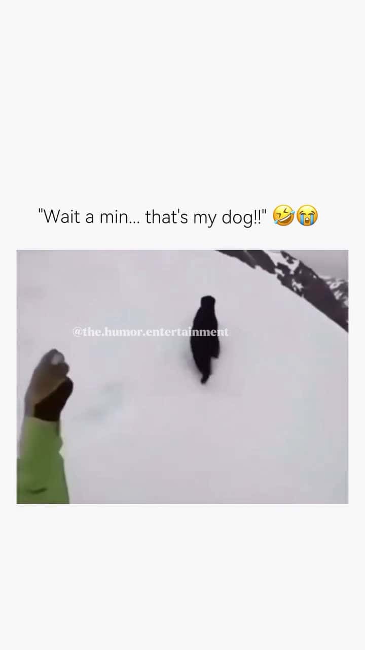 Cover for #TooFunnyToScroll Fun Fact about Dogs- Dogs dont just love you they worship you like you invented snacks and walks. Meanwhile, youre out here spelling W-A-L-K like its a state secret just to avoid a tail-wag riot.