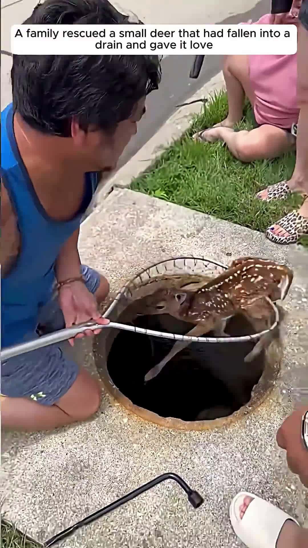 Cover for A family rescued a small deer that had fallen into a drain and gave it love