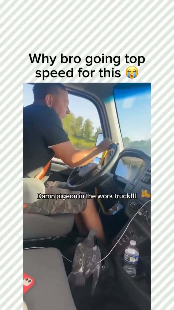 Cover for BRO WAS TERRIFIED OF THAT PIGEON😂😂🤣🤣🤣🤣 #wow #unexpected #comedy #explore #explorepage #fyp* #fyp #foryou #funny #foryoupage#instagram #instagood #meme #memes #reels #scoopz #shorts #trending #tiktok #usa #viral #viralvideo #video #viralvideos #lol #humor #funnymemes #comedy #funnyvideos #funny #entertainment #fypシ