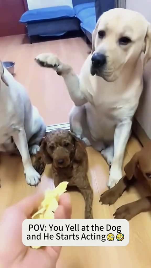 Cover for Try not to laugh when you watch funny dog animals funnyvideos cat haha pet funnypets PetsO 03191 #trendingscoopz