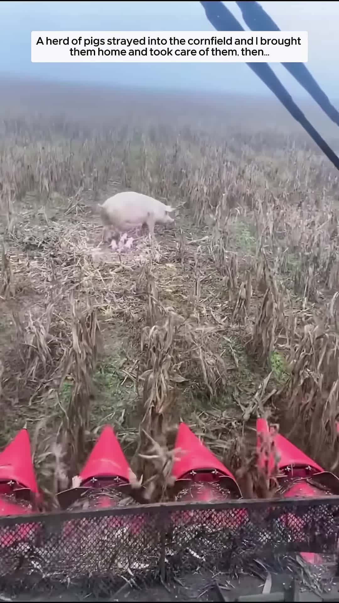 Cover for A herd of pigs wandered into the cornfield and I brought them home and then animalshorts