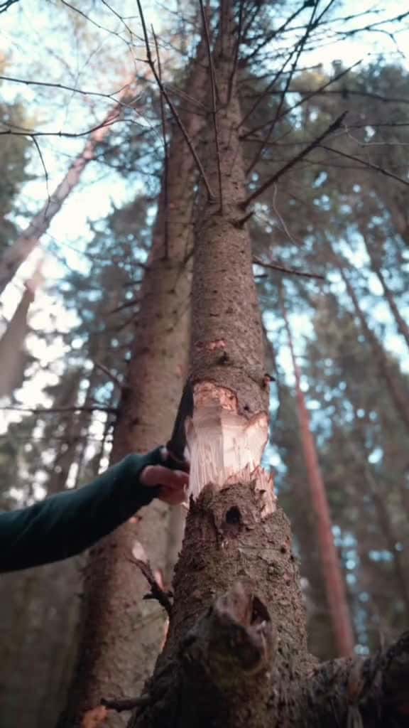 Cover for How to cut down a tree with a knife 🪵🔪  Learn more life saving survival skills from our profile ✅️  Vid: @max.arrow.outdoors #survivalskills #lifeskills #survivalhacks #treecutting #treelopping #woodwork #outdoorlife #campinghacks