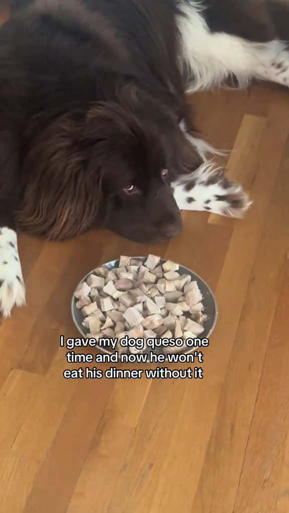Cover for I get it- Queso is where it s at 03947 #shortvideos