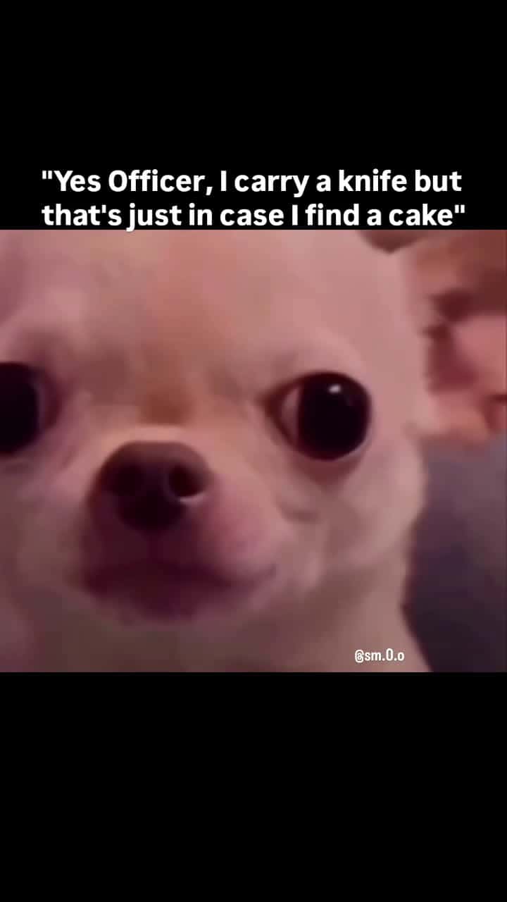 Cover for Download😂🫣😭Follow Mee Plz ❤️ #Evildog #Funnydog #Memes #Funny #chihuaua #blackhumor #evil #relatable😂😂😂