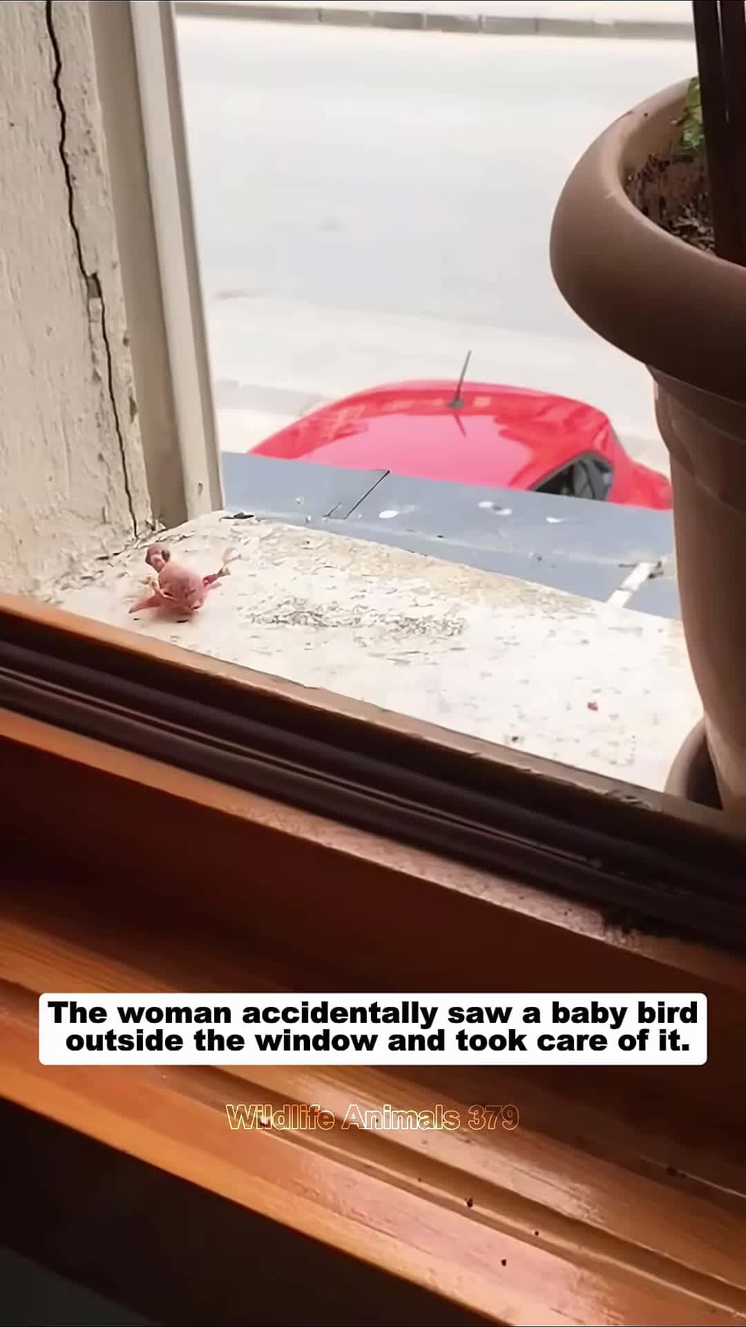 Cover for The woman accidentally saw a baby bird outside the window and then birds babybird short