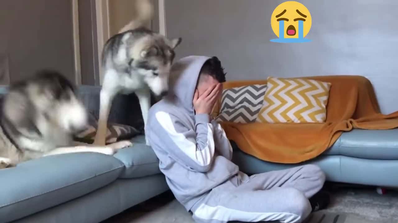 Cover for Funny Male v Female Husky Reaction to me Crying Video!! (PRANK) (BEST REACTIONS EVER) #funny #dogs #kittens #funnyvideo #trynottolaugh #puppy #funnyfails video #babiesfunnyvid 1