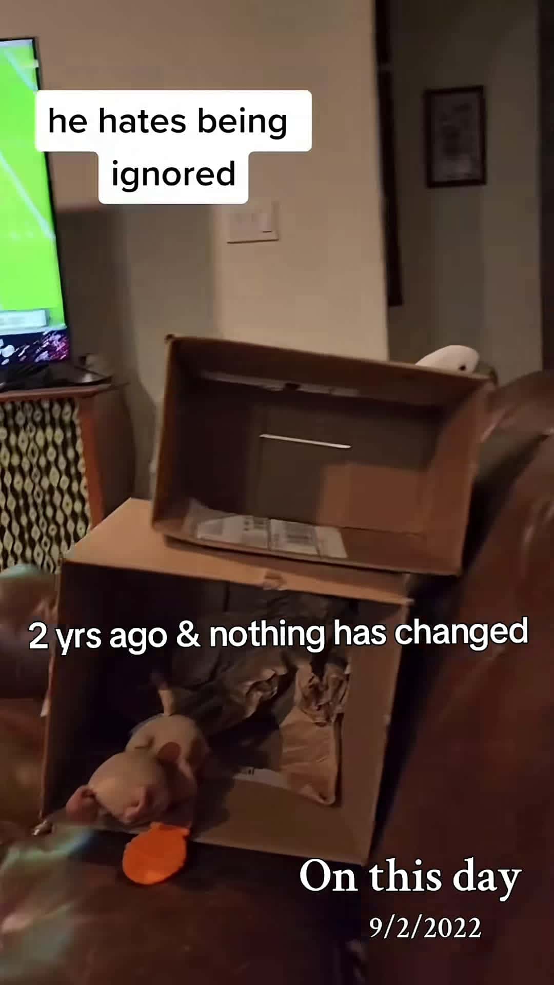 Cover for 2 yrs ago & nothing has changed #banditthecockatoo #parrotsoftiktok #talkingparrot #cockatoo #umbrellacockatoosoftiktok #umbrellacockatoo #talkingbird #parrot #daddy #daddyissues #taunting #pouting #crying #cryingparrot #tantrum