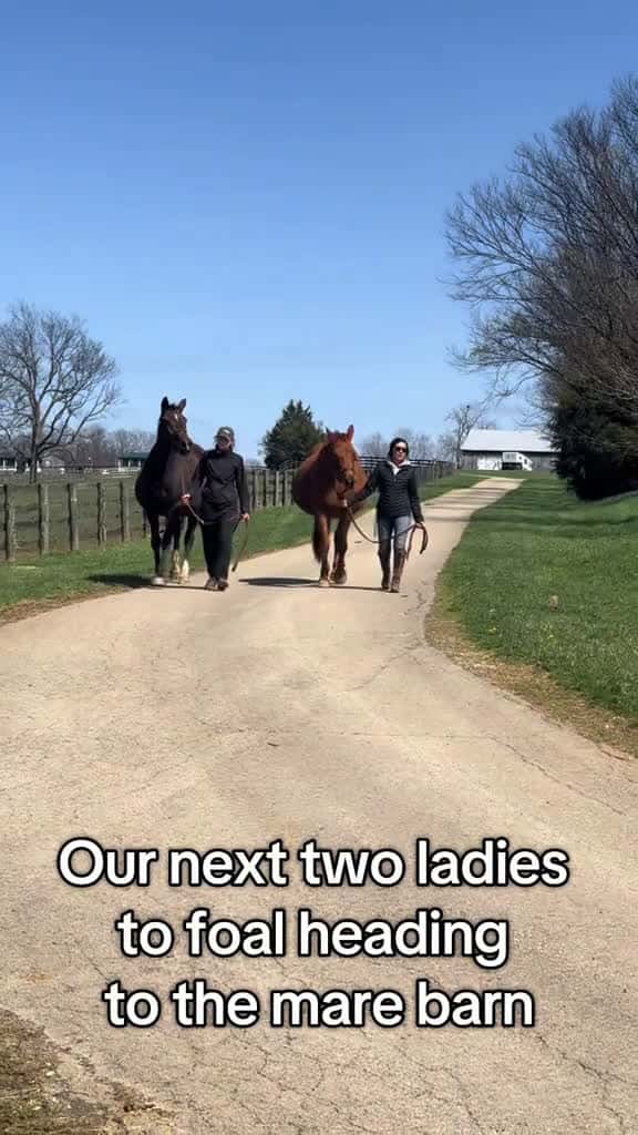 Cover for Look at those belly s Glory bay on the left and Issy chestnut on the right Both expecting 17002 #trendingscoopz