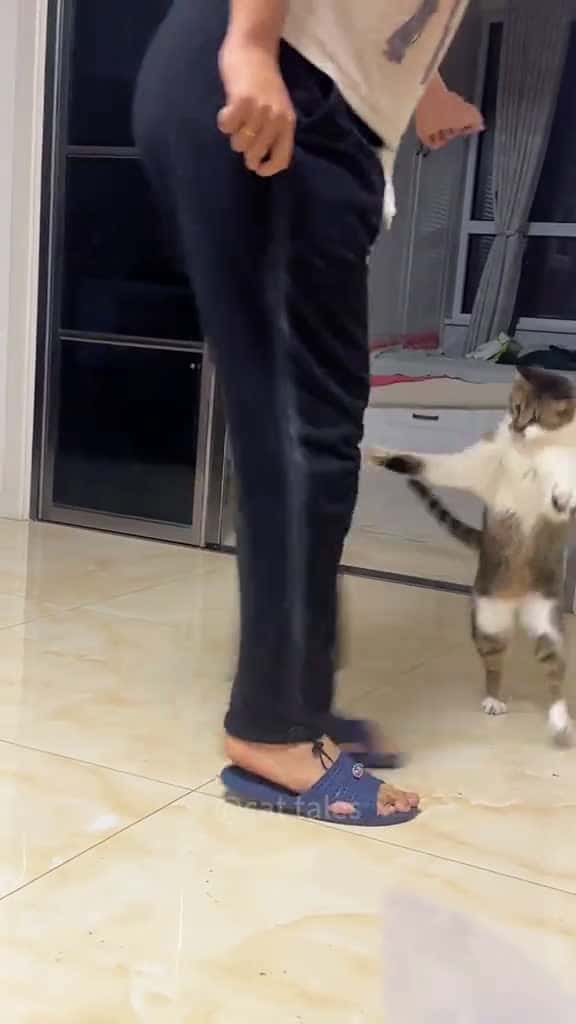 Cover for Funny cats  #funny  #funnyvideos  #fun