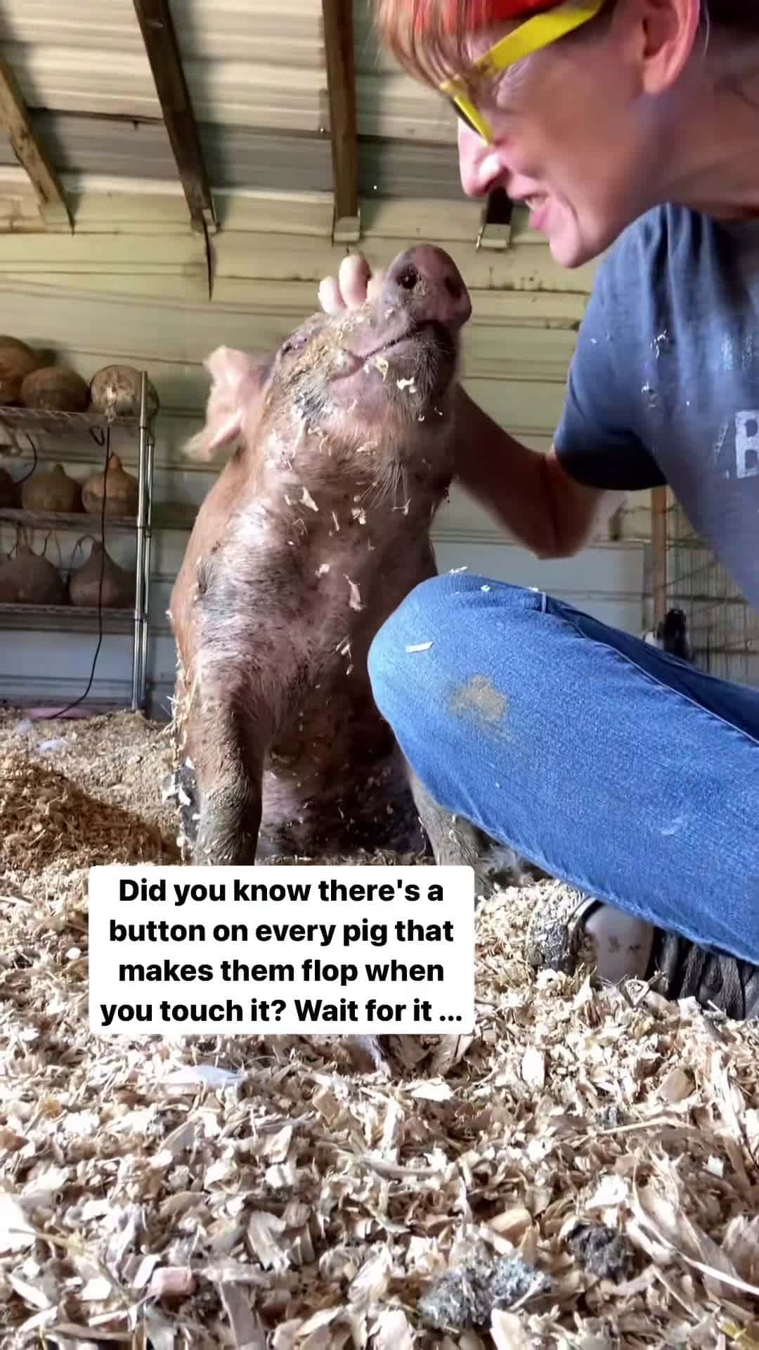 Cover for The cutest little piggie and she's got her flop button on auto pilot! She was down in an instant!!! #pigs #cutepigs #pigsofinstagram #cuteanimals #f