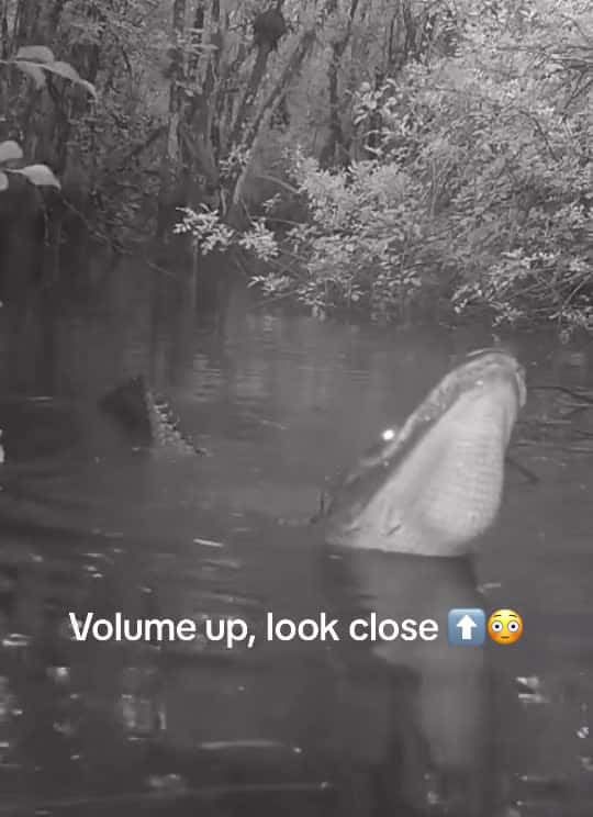 Cover for Hear the POWER of an alligator’s bellow! 🐊 Nature’s real-life Jurassic Park moment. #alligator #wildlife #nature