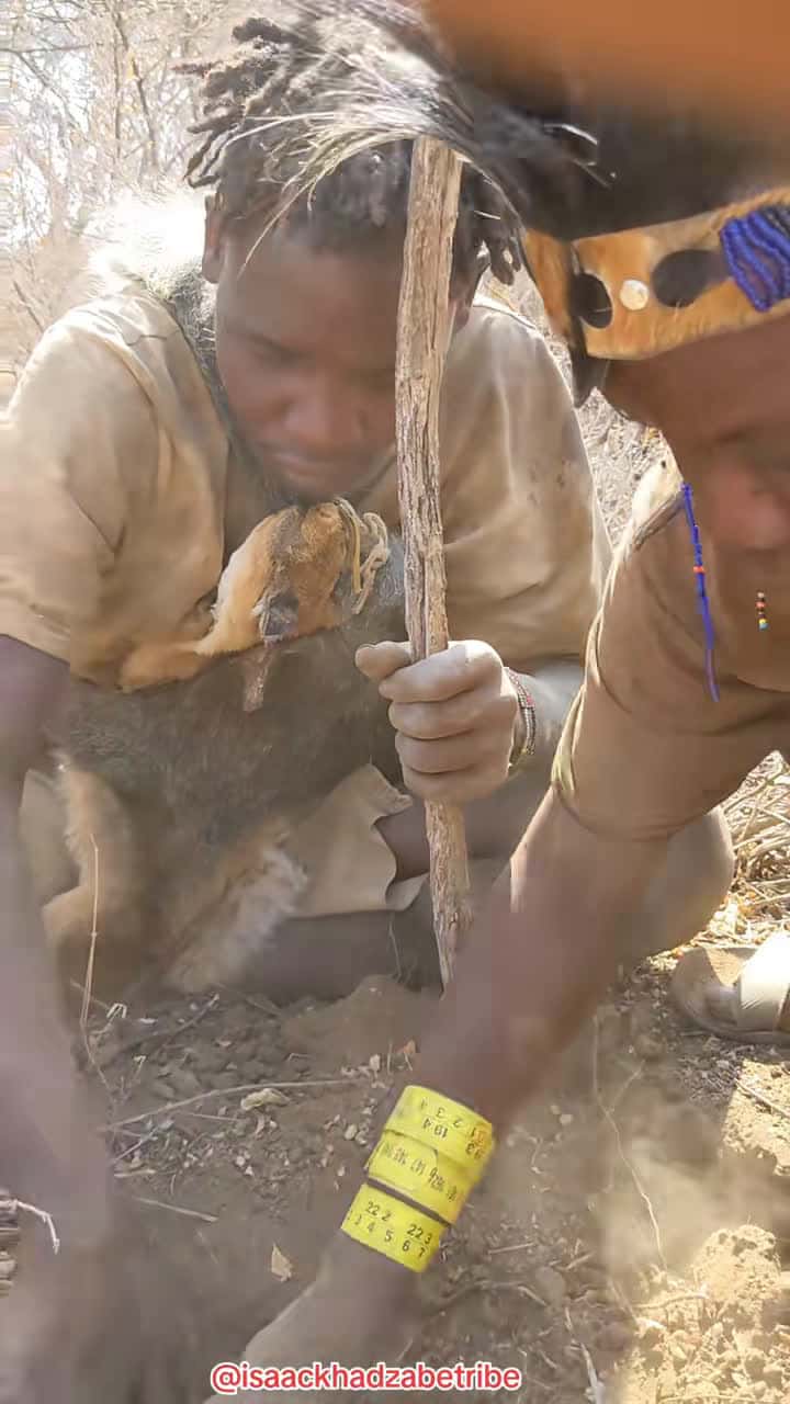 Cover for #fyp #tiktok #trending #tanzania #travelafrica #travel #hadzabe #datoga #hunting #zanzibar #bushmen #ngorongori #serengeti #tanzaniasafari #tanzanianationalparks #visitdubai #trendig #trendingvideos #tiktoktanzania #dancechallenge #beachvibes #africantribes #travelbucketlist #dance #dancewithpubgm #primitive #primitiveskills #primitivesurvival #primitivesurvival #primitivetechnology