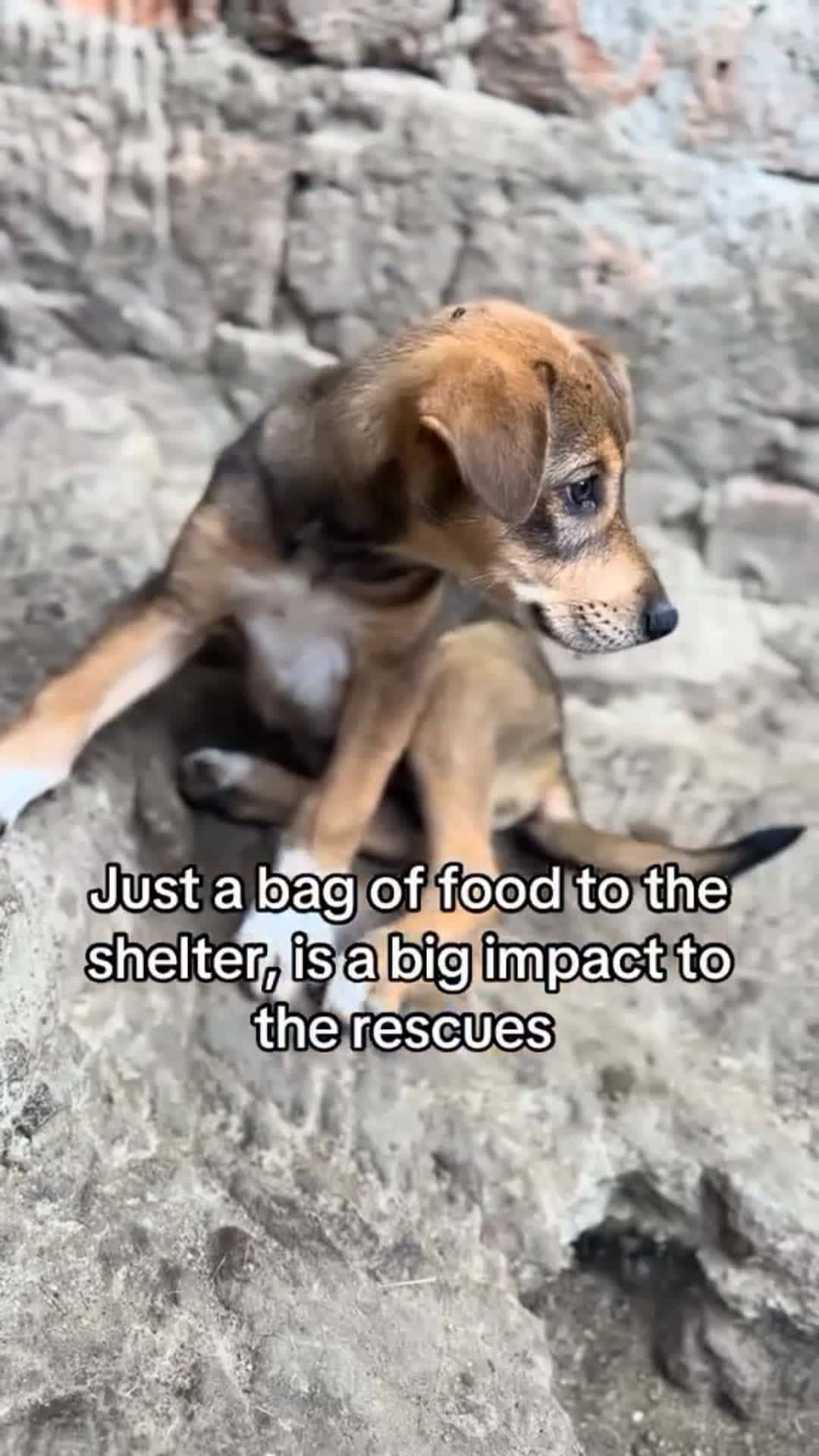 Cover for I’m praying a kind heart sees this. 💔If you can spare $20, $50, or even $100, it would mean the world to our shelter.We’re drowning in debt while trying to keep our rescued animals safe and fed.Please, help us stay standing. 