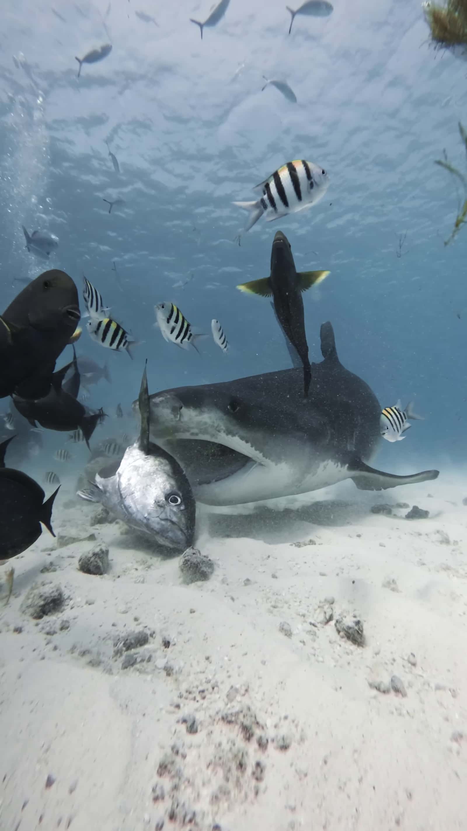 Cover for #FirstVideoChallenge Tiger Shark Feasts on Tuna Head.