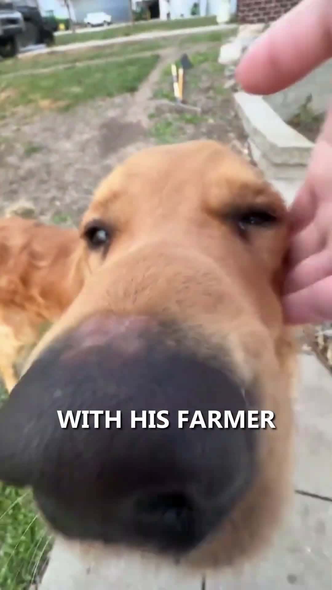 Cover for A Dog And His Farmer 😍