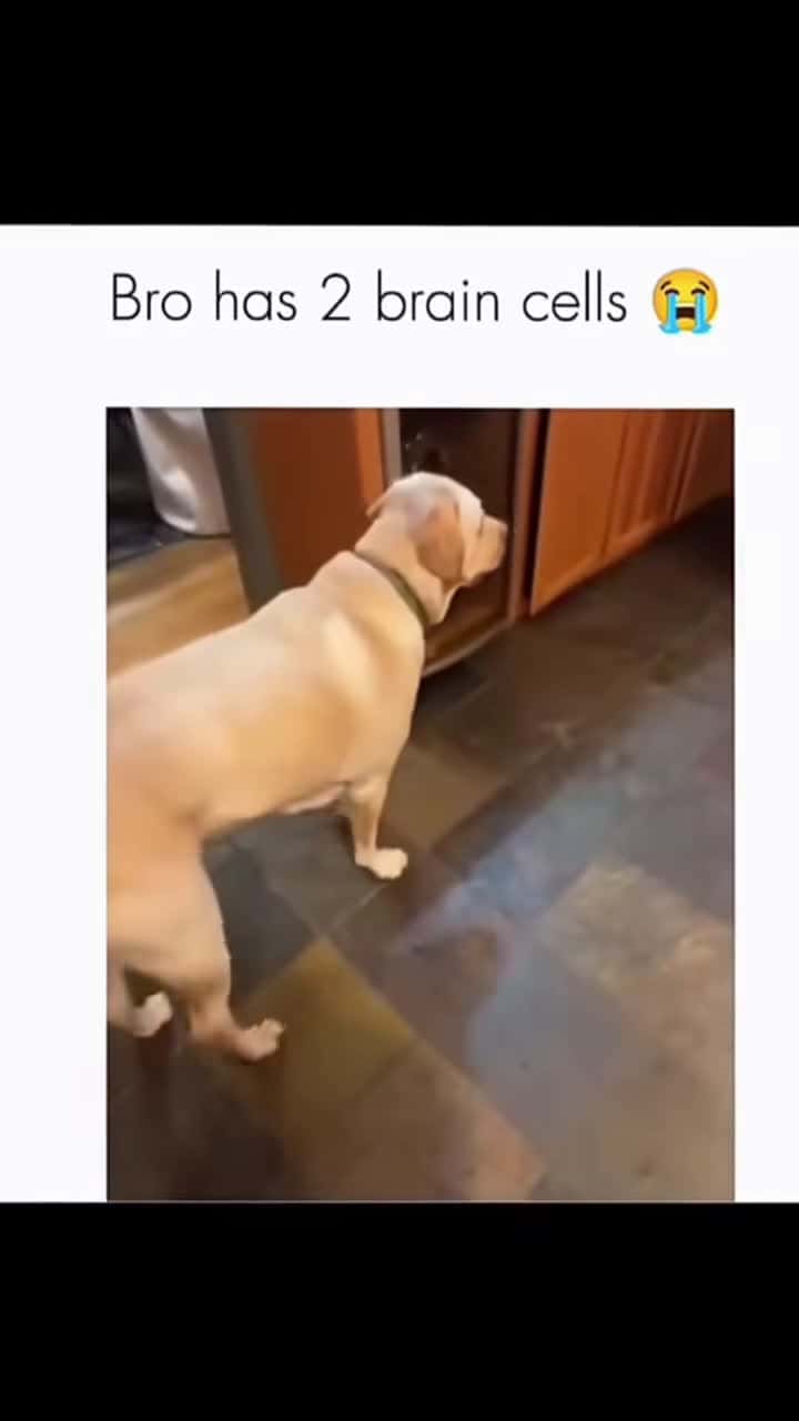 Cover for Funny and cute dogs compilation #funnydog #funnypet #cutedog #funnypet #cutedog #dogsoftiktok #doglover #dog