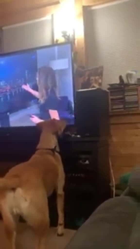 Cover for Dog vs television dog pet animals usa foyou 75711 #shortvideosscoopz